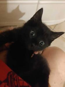 2 very sweet Turkish Angora mix female kittens - Photo 5