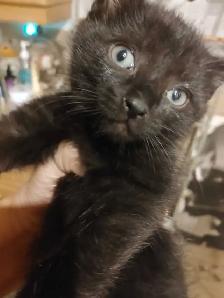2 very sweet Turkish Angora mix female kittens - Photo 6