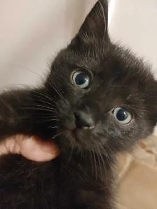 2 very sweet Turkish Angora mix female kittens - Photo 7