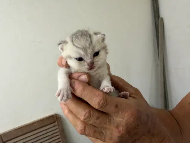 Pure British Shorthair kittens