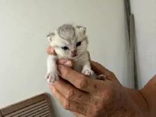Pure British Shorthair kittens