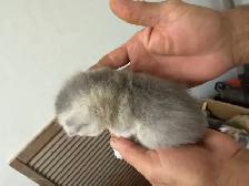 Pure British Shorthair kittens - Photo 2
