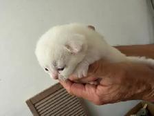 Pure British Shorthair kittens - Photo 3