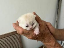 Pure British Shorthair kittens - Photo 5