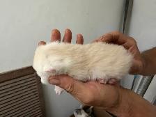 Pure British Shorthair kittens - Photo 6