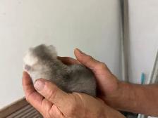 Pure British Shorthair kittens - Photo 7