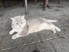 Pure British Shorthair kittens - Photo 8
