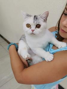 Pure British Shorthair kittens - Photo 9