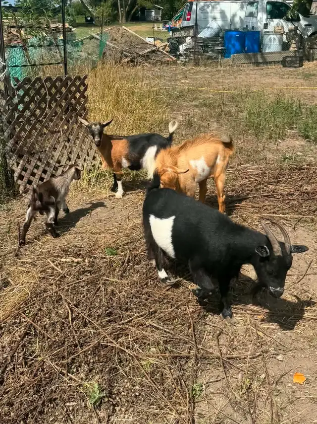 Nigerian Dwarf Herd