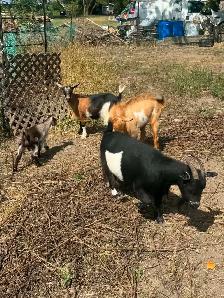 Nigerian Dwarf Herd