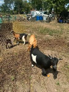 Nigerian Dwarf Herd - Photo 2