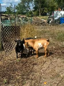 Nigerian Dwarf Herd - Photo 3