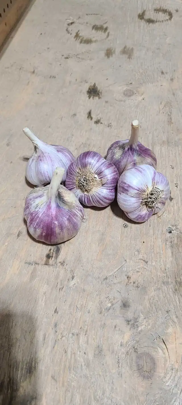 Red Russian Garlic
