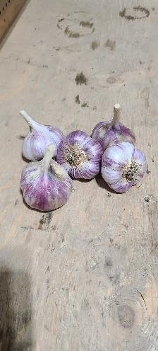 Red Russian Garlic