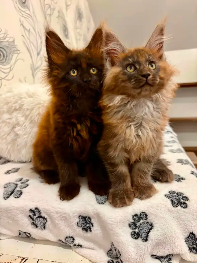 CHATON MAINE COON lignée Européenne