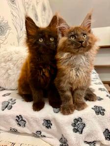 CHATON MAINE COON lignée Européenne