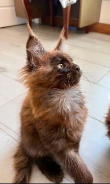 CHATON MAINE COON lignée Européenne - Photo 2