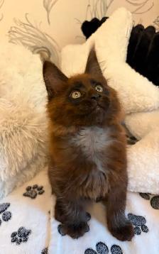 CHATON MAINE COON lignée Européenne - Photo 3