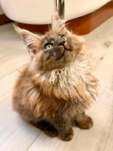 CHATON MAINE COON lignée Européenne - Photo 4