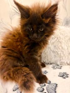 CHATON MAINE COON lignée Européenne - Photo 5