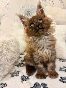 CHATON MAINE COON lignée Européenne - Photo 7