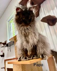 CHATON MAINE COON lignée Européenne - Photo 8