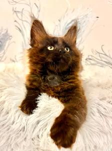 CHATON MAINE COON lignée Européenne - Photo 9