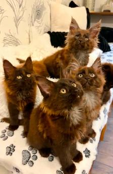 CHATON MAINE COON lignée Européenne - Photo 10