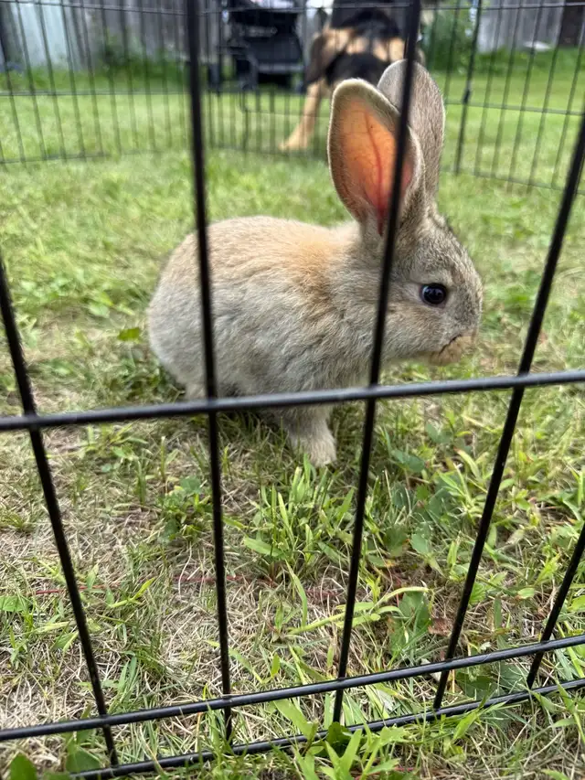 lapin géant des Flandres pure race