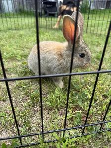 lapin géant des Flandres pure race