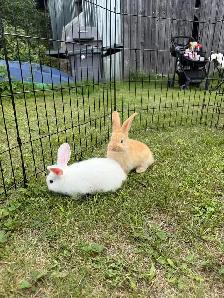 lapin géant des Flandres pure race - Photo 2