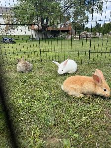 lapin géant des Flandres pure race - Photo 3
