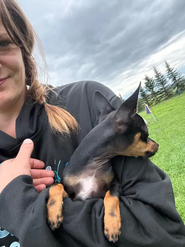 male chihuahua pup looking for his forever home