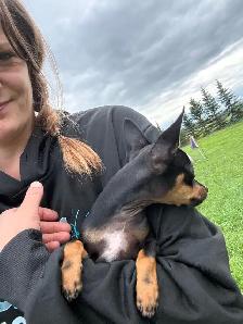 male chihuahua pup looking for his forever home