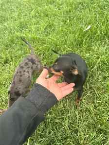 male chihuahua pup looking for his forever home - Photo 2