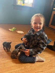 male chihuahua pup looking for his forever home - Photo 4