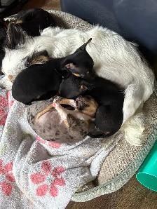 male chihuahua pup looking for his forever home - Photo 5