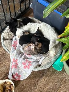 male chihuahua pup looking for his forever home - Photo 6