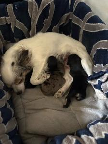 male chihuahua pup looking for his forever home - Photo 7