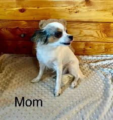 male chihuahua pup looking for his forever home - Photo 8