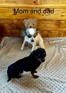 male chihuahua pup looking for his forever home - Photo 9