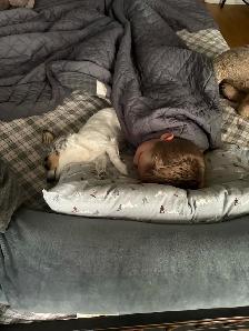 male chihuahua pup looking for his forever home - Photo 10