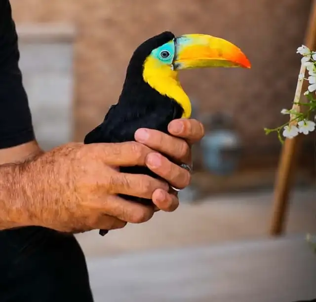 Toucan bird