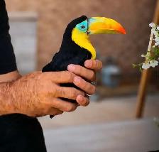 Toucan bird
