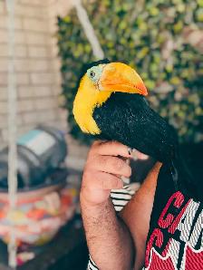 Toucan bird - Photo 2