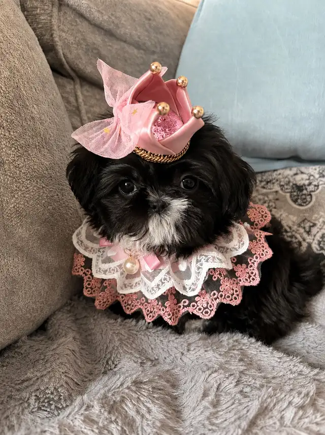 ♥️Tiny Royal Imperial Shih Tzu Black & White Female♥️