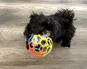 ♥️Tiny Royal Imperial Shih Tzu Black & White Female♥️ - Photo 2