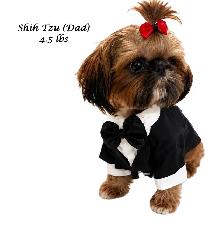 ♥️Tiny Royal Imperial Shih Tzu Black & White Female♥️ - Photo 3