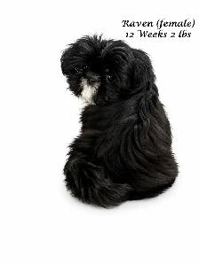 ♥️Tiny Royal Imperial Shih Tzu Black & White Female♥️ - Photo 4