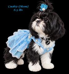 ♥️Tiny Royal Imperial Shih Tzu Black & White Female♥️ - Photo 6